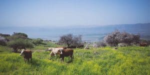 ניסור בטון בצפון